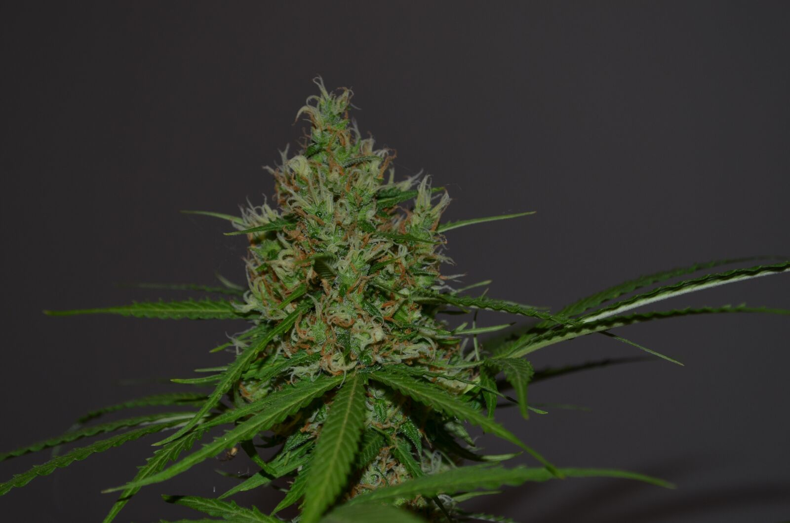 Nikon D5100 sample photo. Cannabis, hemp, marijuana photography