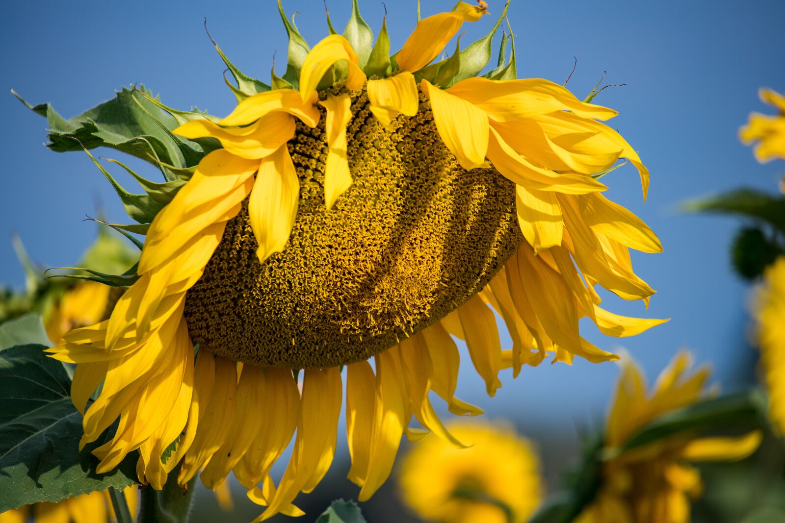 Canon EF-S 55-250mm F4-5.6 IS STM sample photo. Sunflower, plant, summer photography