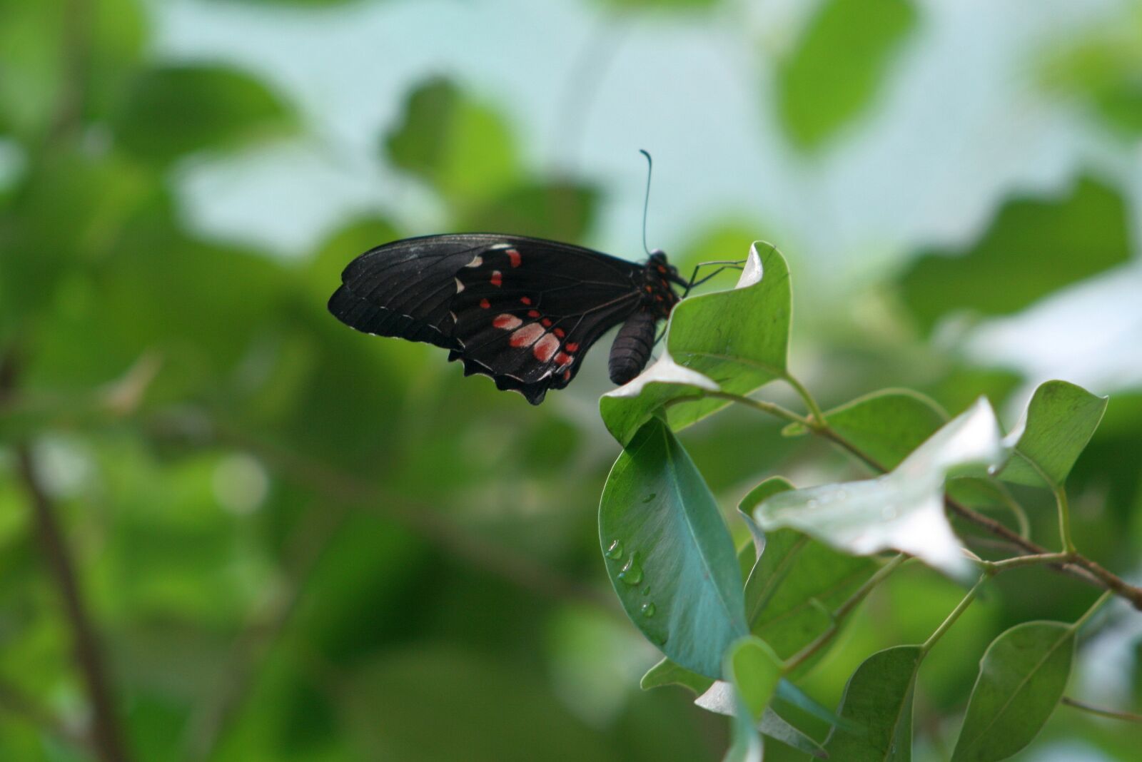 Canon EOS 400D (EOS Digital Rebel XTi / EOS Kiss Digital X) sample photo. Butterfly, black, animal photography