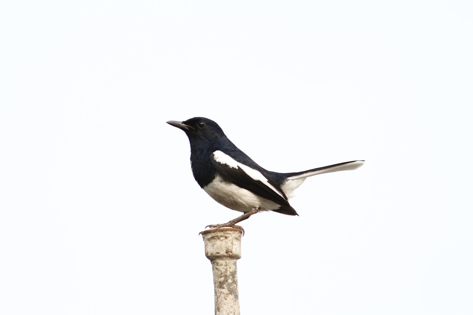 Canon EOS 700D (EOS Rebel T5i / EOS Kiss X7i) sample photo. Birds, nature, magpie photography