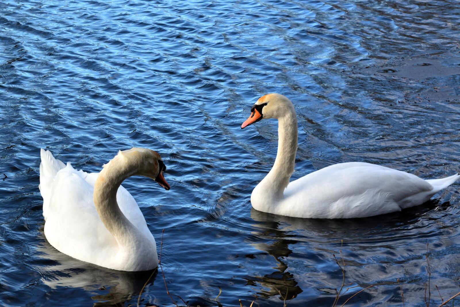 Nikon D5200 sample photo. Swan, bird, waters photography