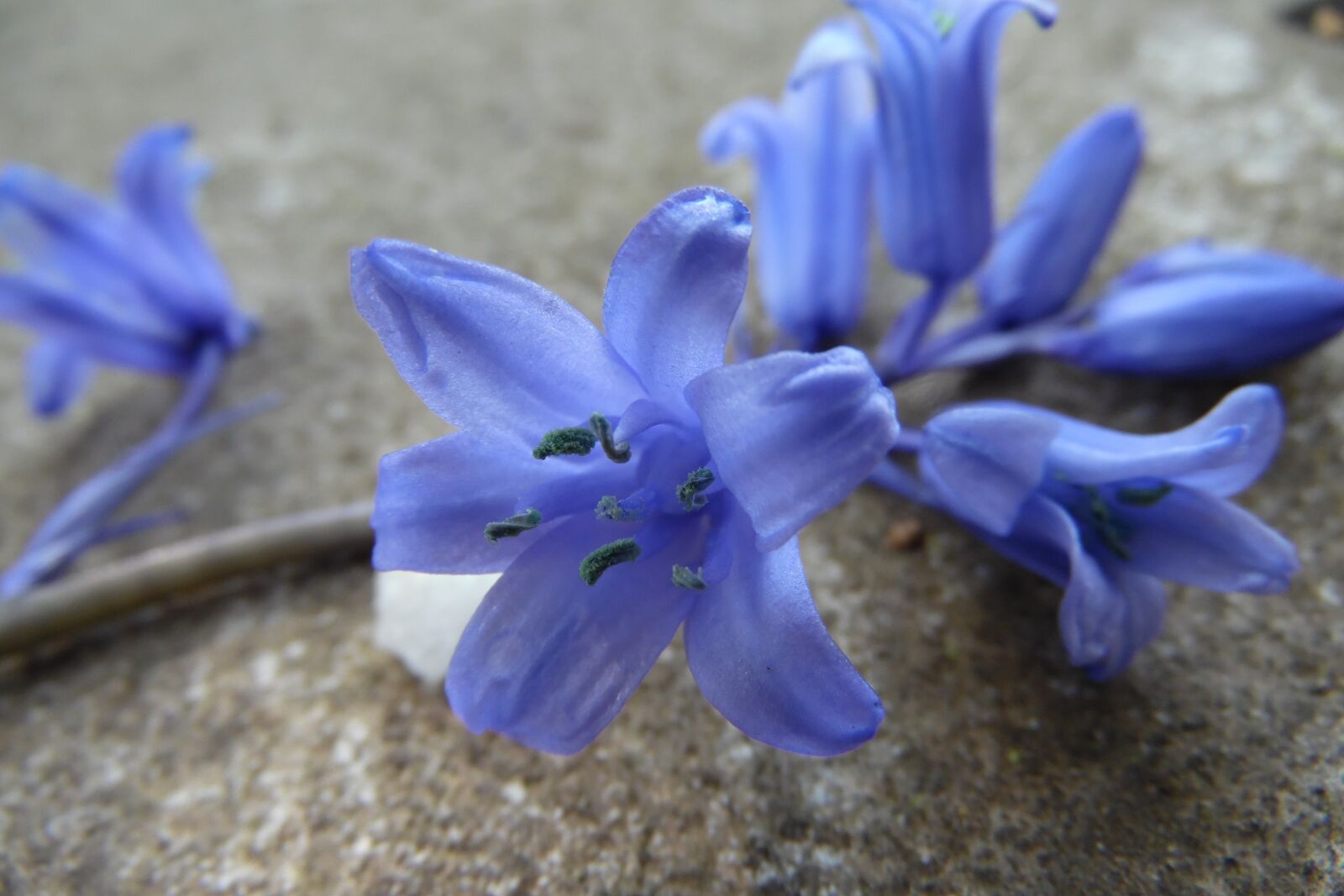 Samsung WB1100F/WB1101F/WB1102F sample photo. Blue-violet, grey, flower photography