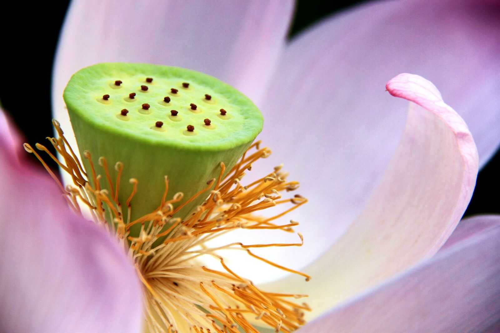 Canon EOS 7D sample photo. Flower, nature, background photography