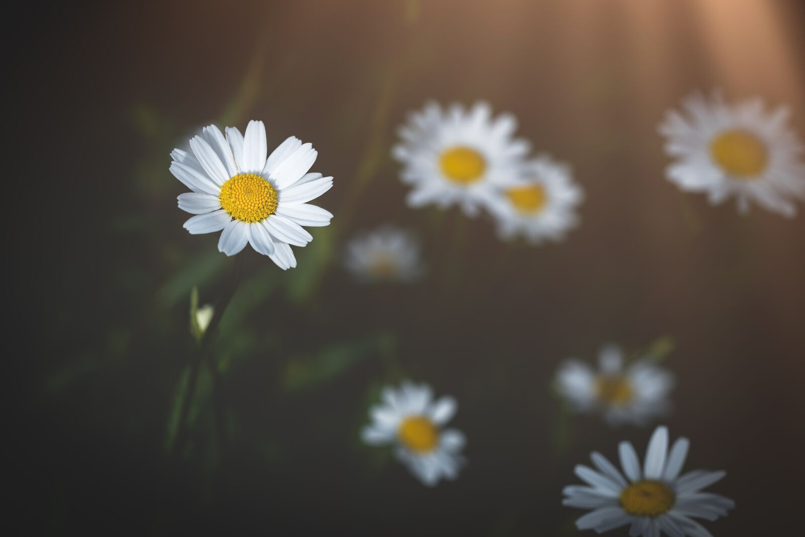 Nikon D750 sample photo. Daisy, flower, pointed flower photography