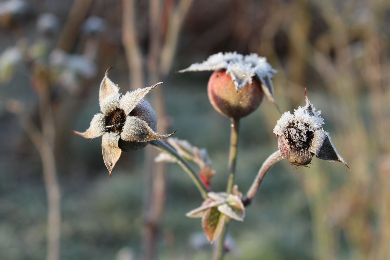 Canon EOS 1200D (EOS Rebel T5 / EOS Kiss X70 / EOS Hi) sample photo. Rose, frost, winter photography