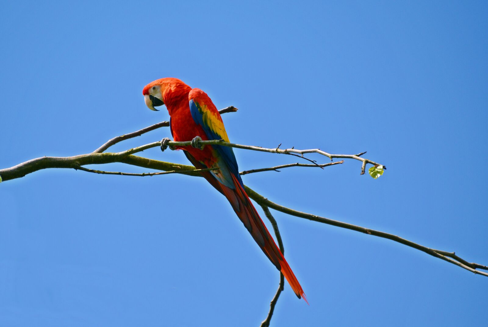 Nikon D5200 sample photo. Parrot, ara, bird photography