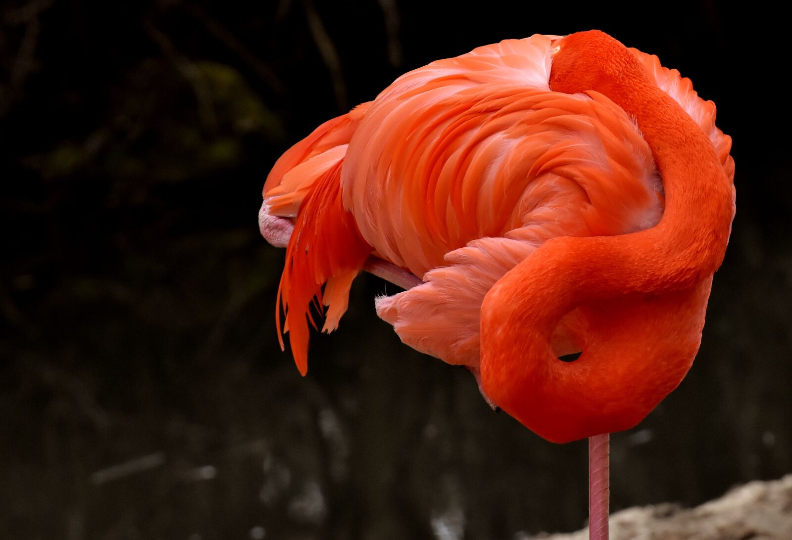 Nikon D7200 sample photo. Flamingo, bird, colorful photography