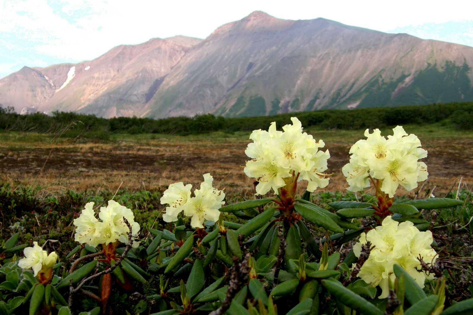 Olympus SP550UZ sample photo. Flowers, rhododendrons, mountains photography