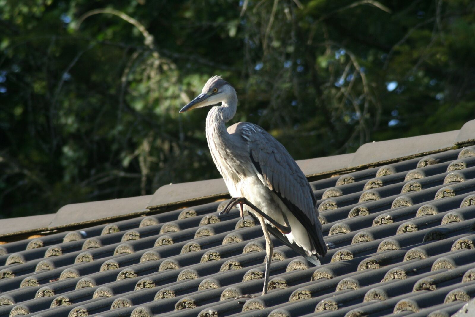 Canon EOS 350D (EOS Digital Rebel XT / EOS Kiss Digital N) sample photo. Heron, bird photography