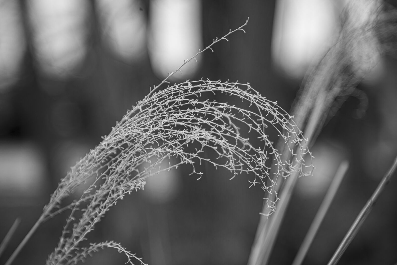 Canon EOS 5D Mark IV sample photo. Texture, tree, bark photography