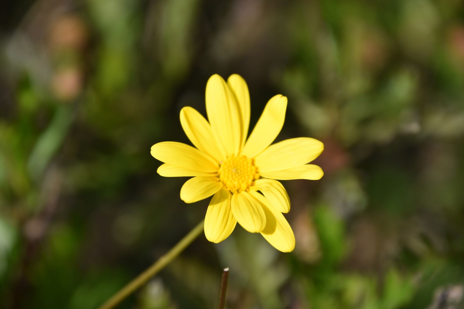 Nikon D5600 sample photo. Nature, plant, flower photography
