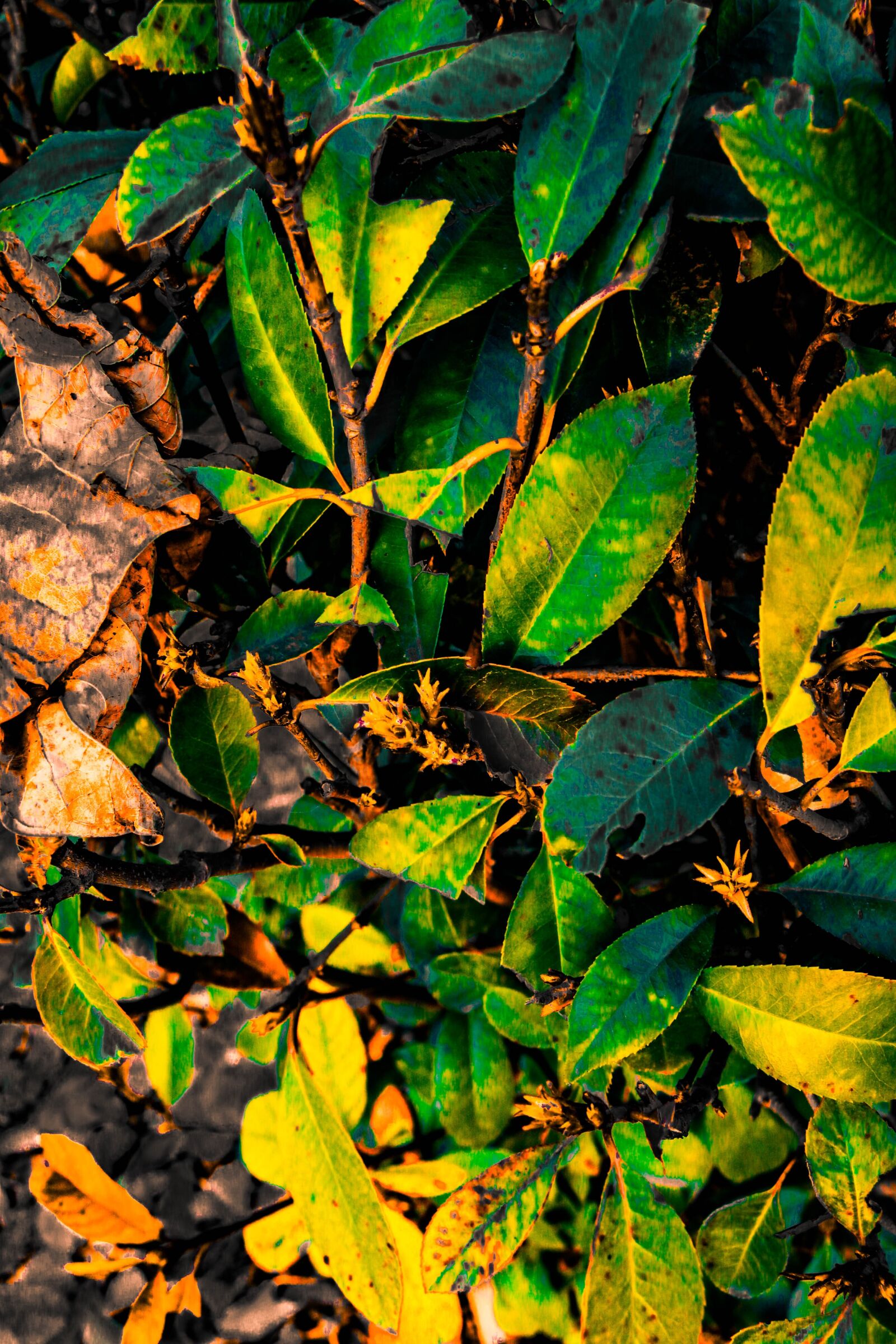 Canon EOS 80D sample photo. Green plants, fresh, natural photography