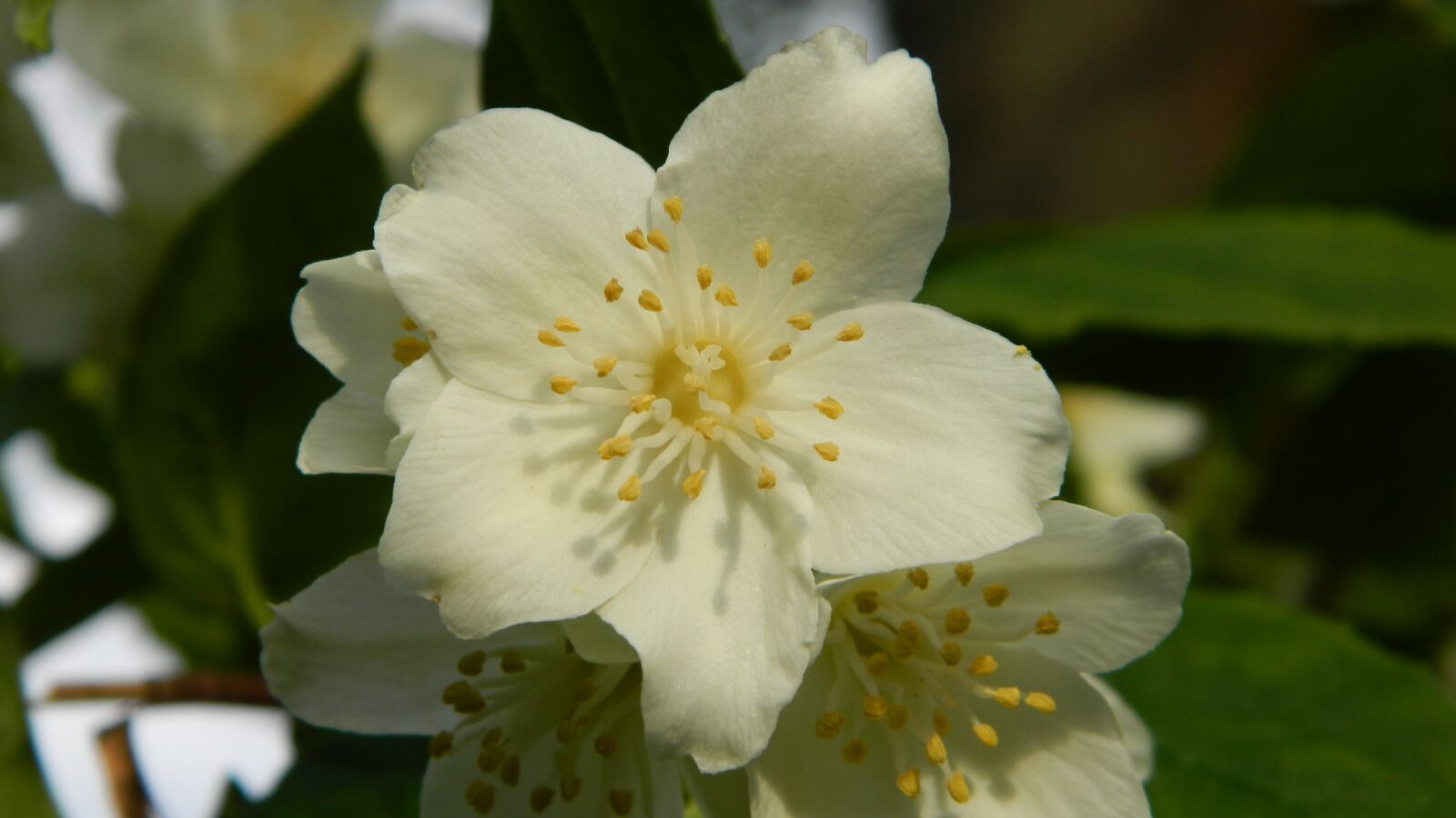 Nikon Coolpix L120 sample photo. Jasmine, bush, flowering shrub photography