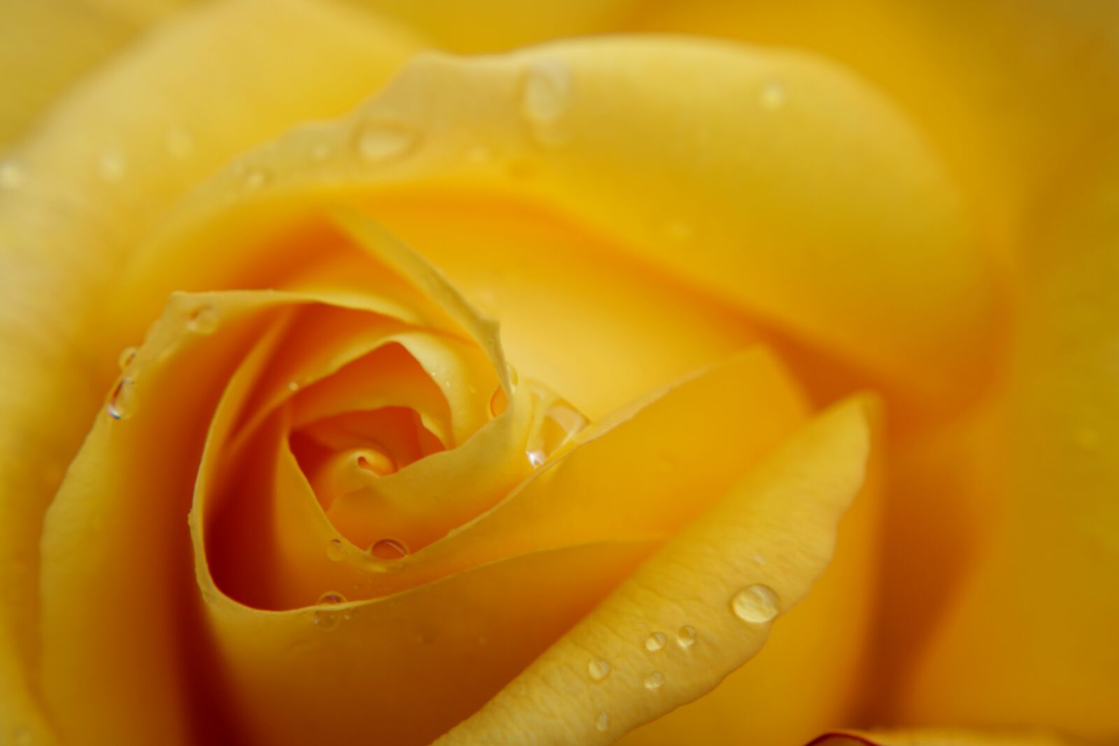 Canon EOS 2000D (EOS Rebel T7 / EOS Kiss X90 / EOS 1500D) sample photo. Yellow rose, macro, rose photography