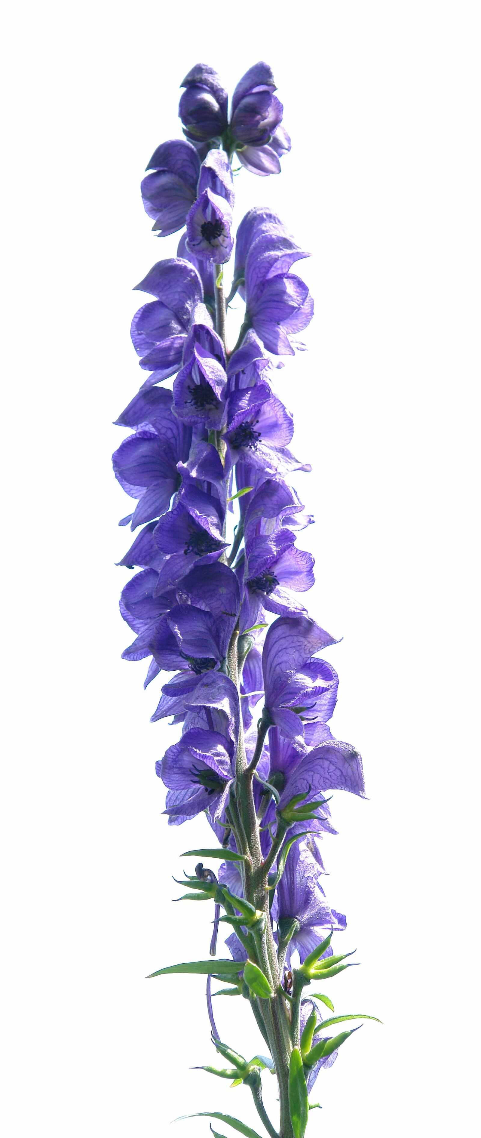 Sony DSC-R1 sample photo. Monkshood, plant, garden photography