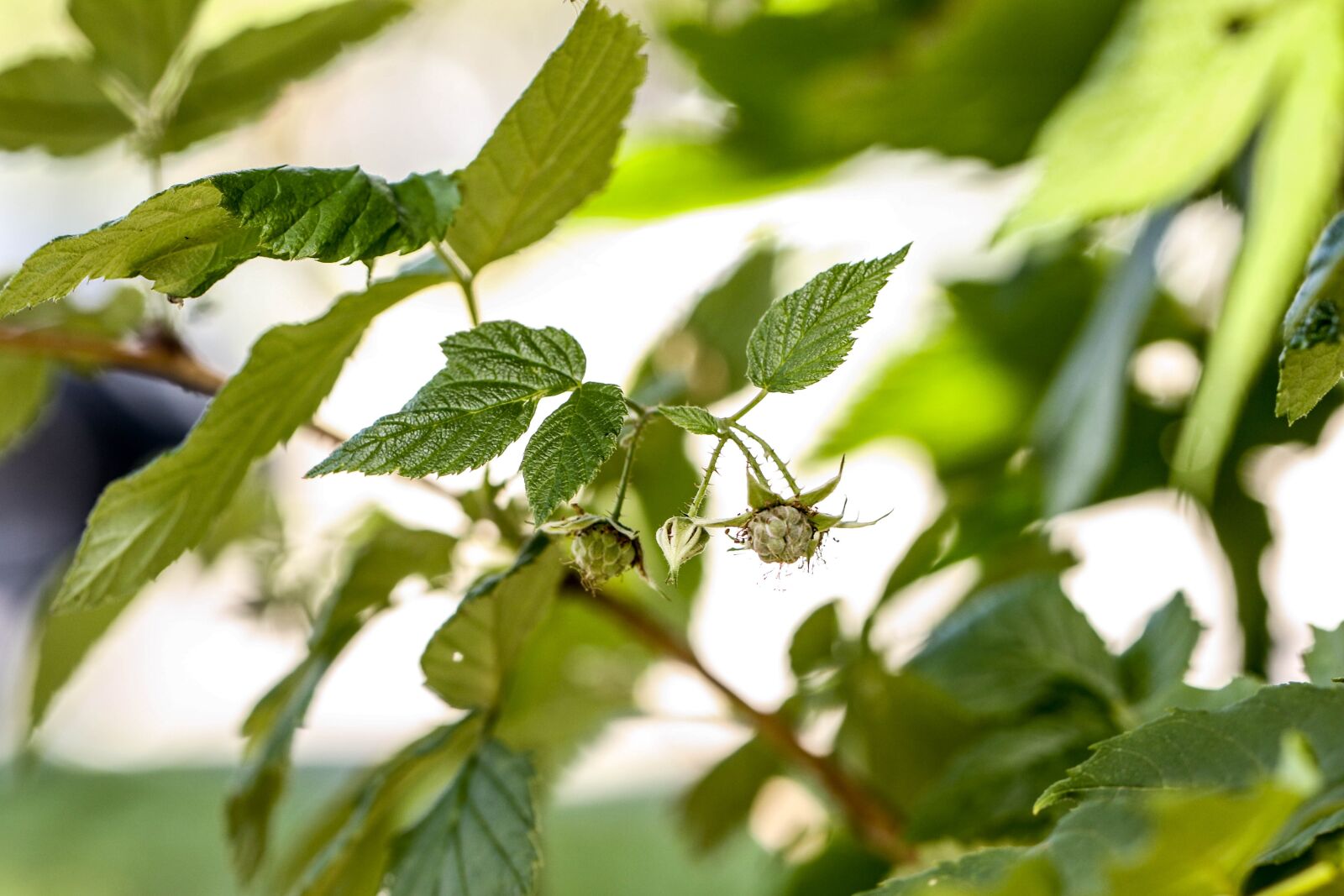 Canon EOS 7D Mark II sample photo. Plant, green, summer photography
