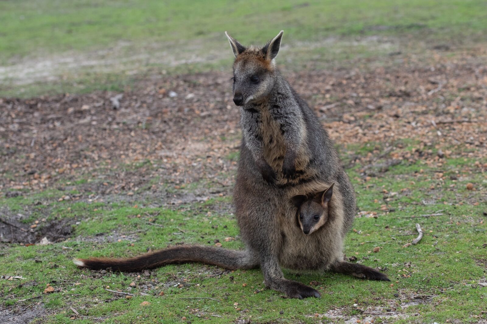 Nikon D750 sample photo. Swamp wallaby, joey, baby photography