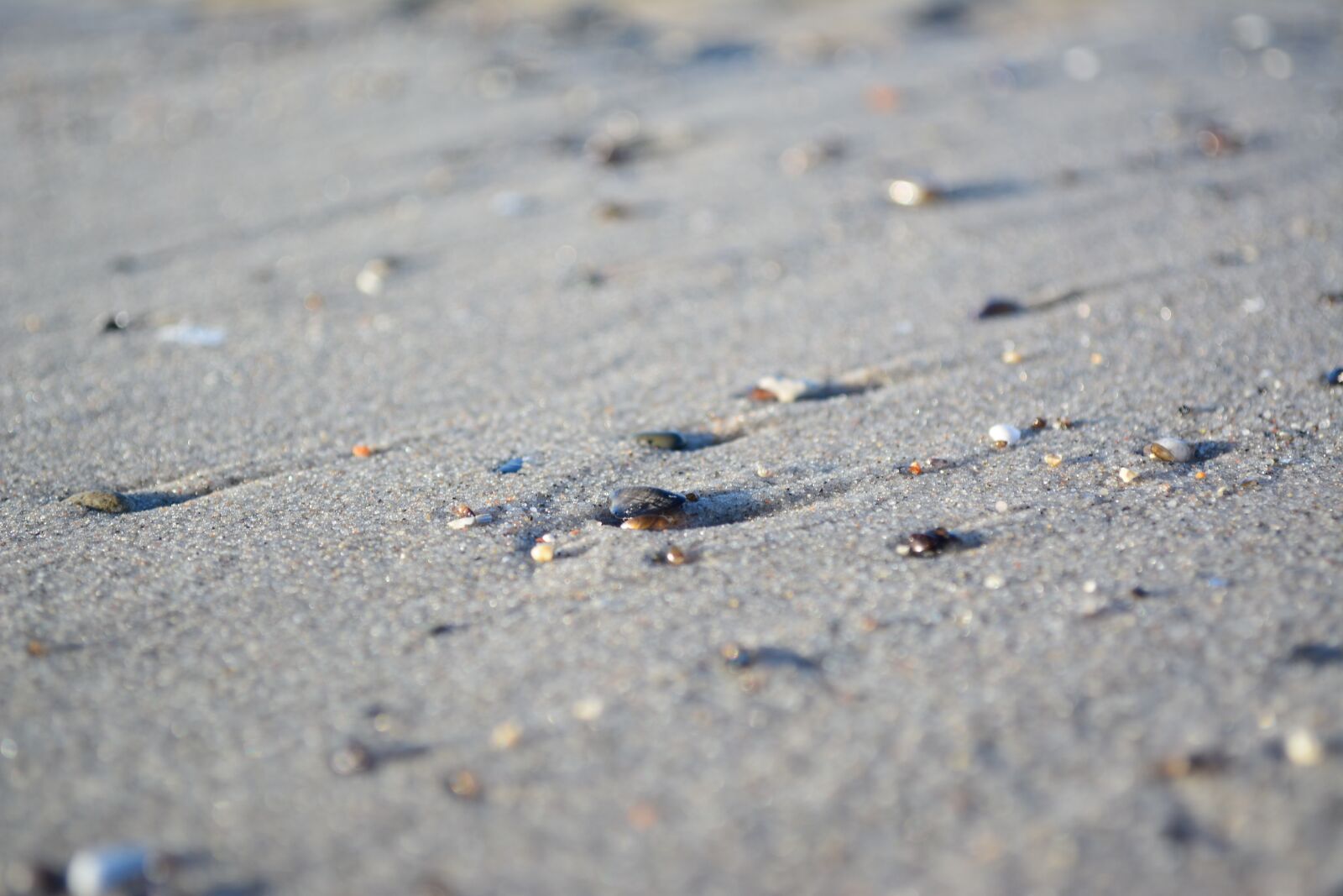 Nikon D5200 sample photo. Shell, beach, sea photography