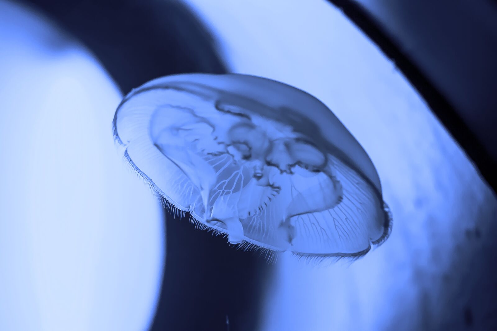 Canon EOS 20D sample photo. Medusa, marine, submarine photography