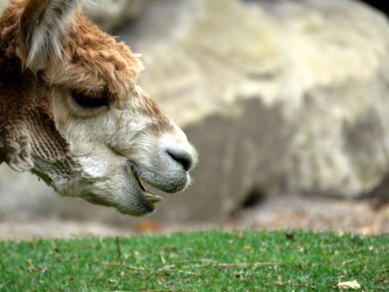 Canon PowerShot SX60 HS sample photo. Alpaca, calgary zoo, calgary photography