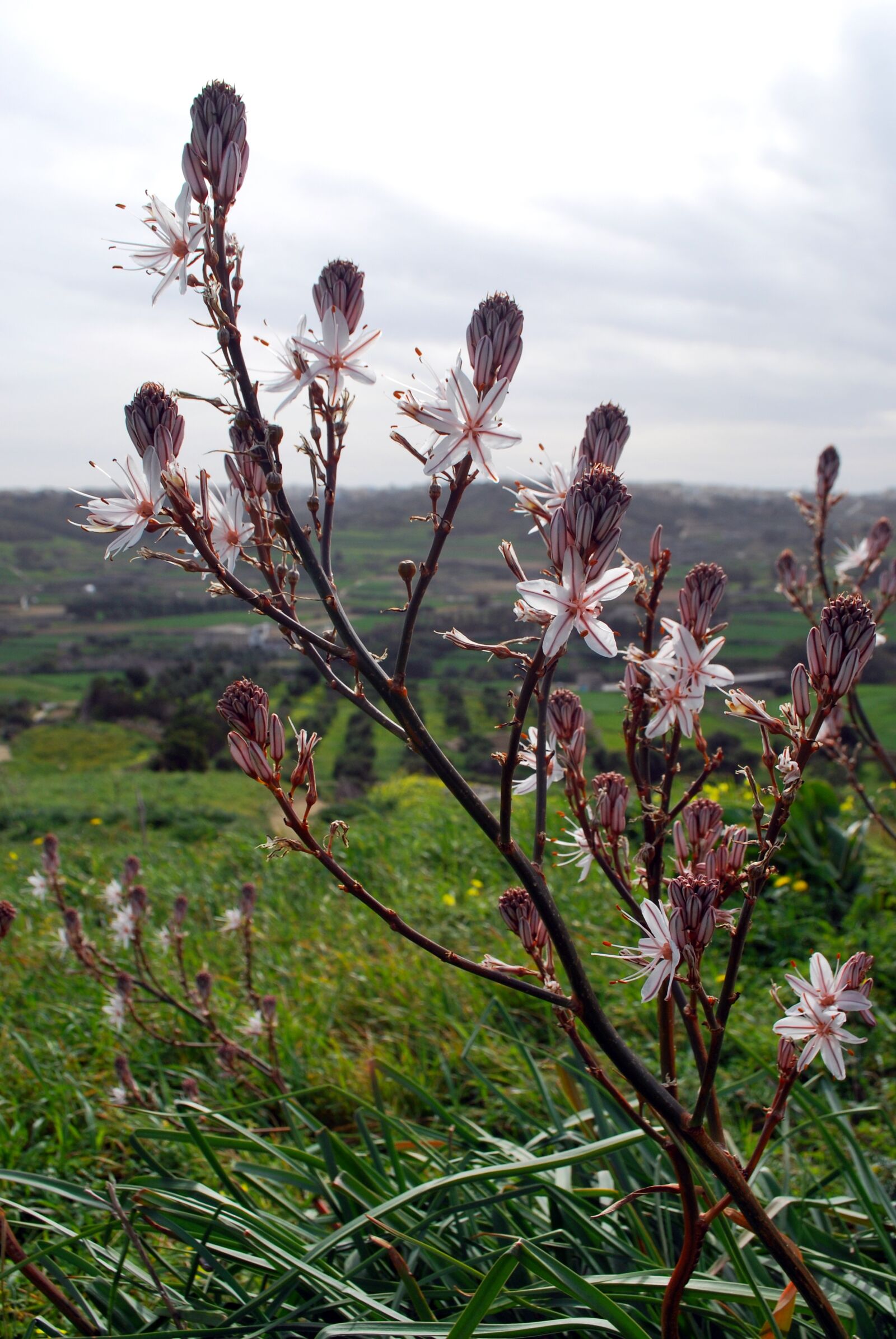 Nikon D60 sample photo. Flower, white, gozo photography