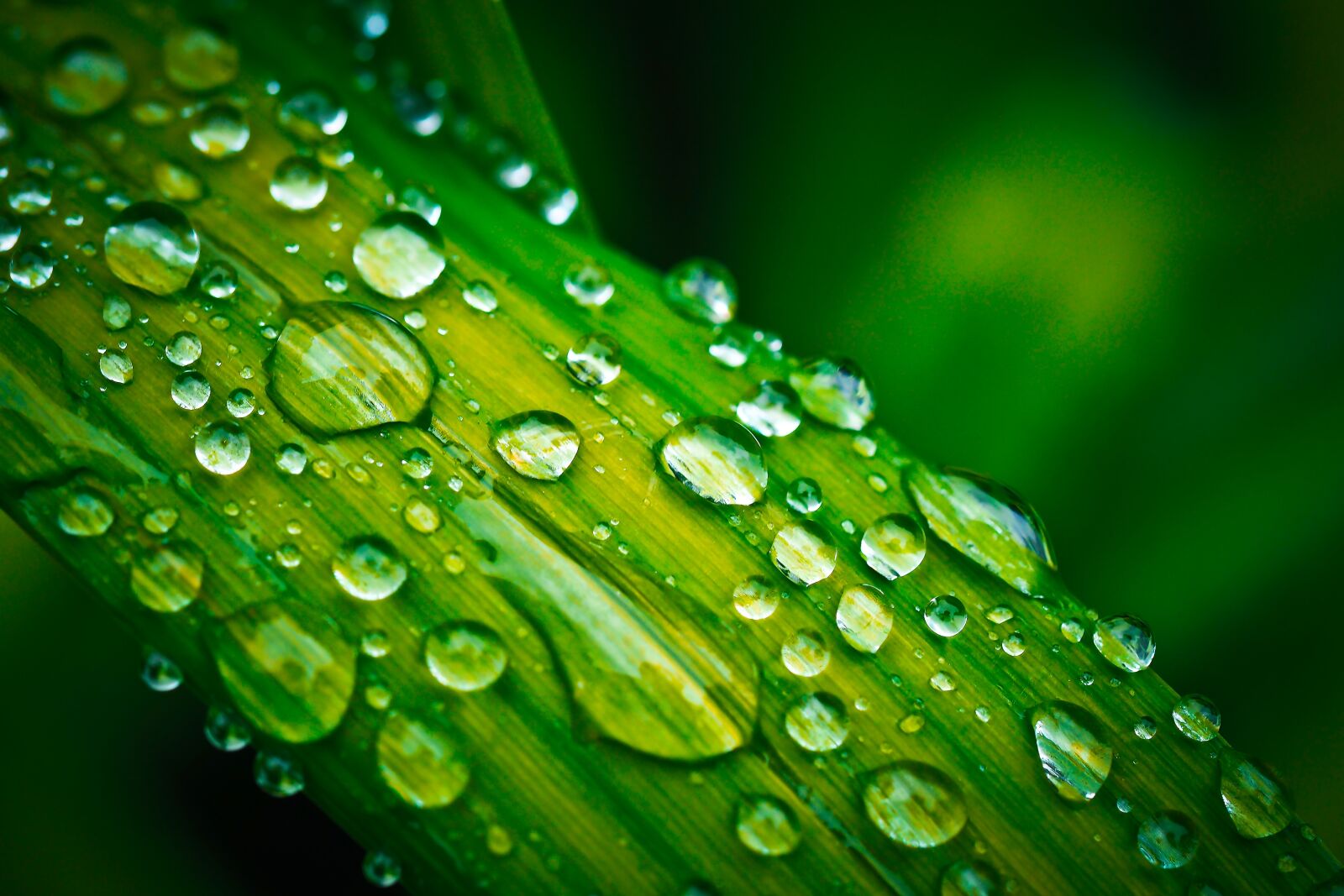 Olympus OM-D E-M10 sample photo. Leaf, drop of water photography