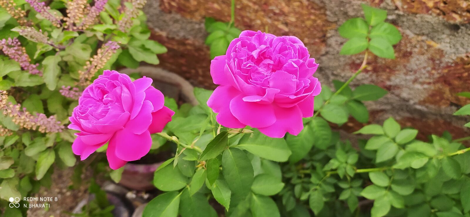 Xiaomi Redmi Note 8 sample photo. Rose, naren, lovely world photography