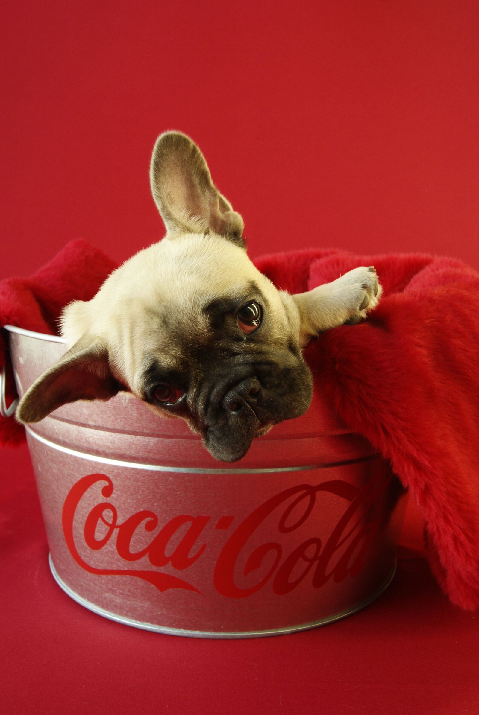 Sony Alpha DSLR-A230 sample photo. Puppy, pet, dog photography