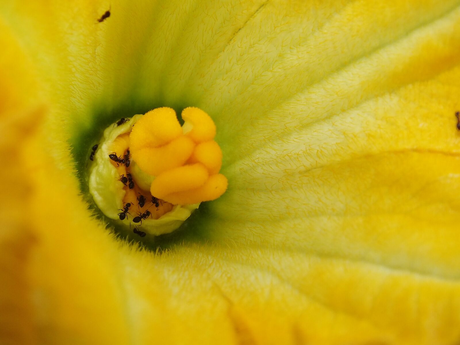 FujiFilm FinePix HS20 EXR (FinePix HS22 EXR) sample photo. Pumpkin, grow, nature photography