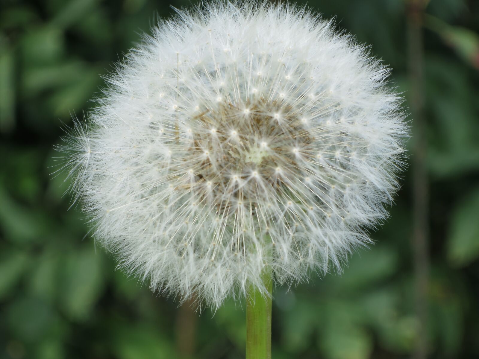 Canon PowerShot S120 sample photo. Plant, flower, flowers photography