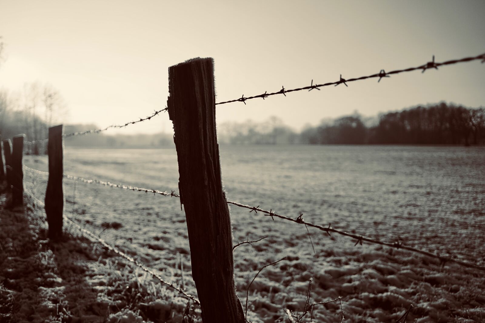 Samyang AF 35mm F2.8 FE sample photo. Winter, coupling, nature photography