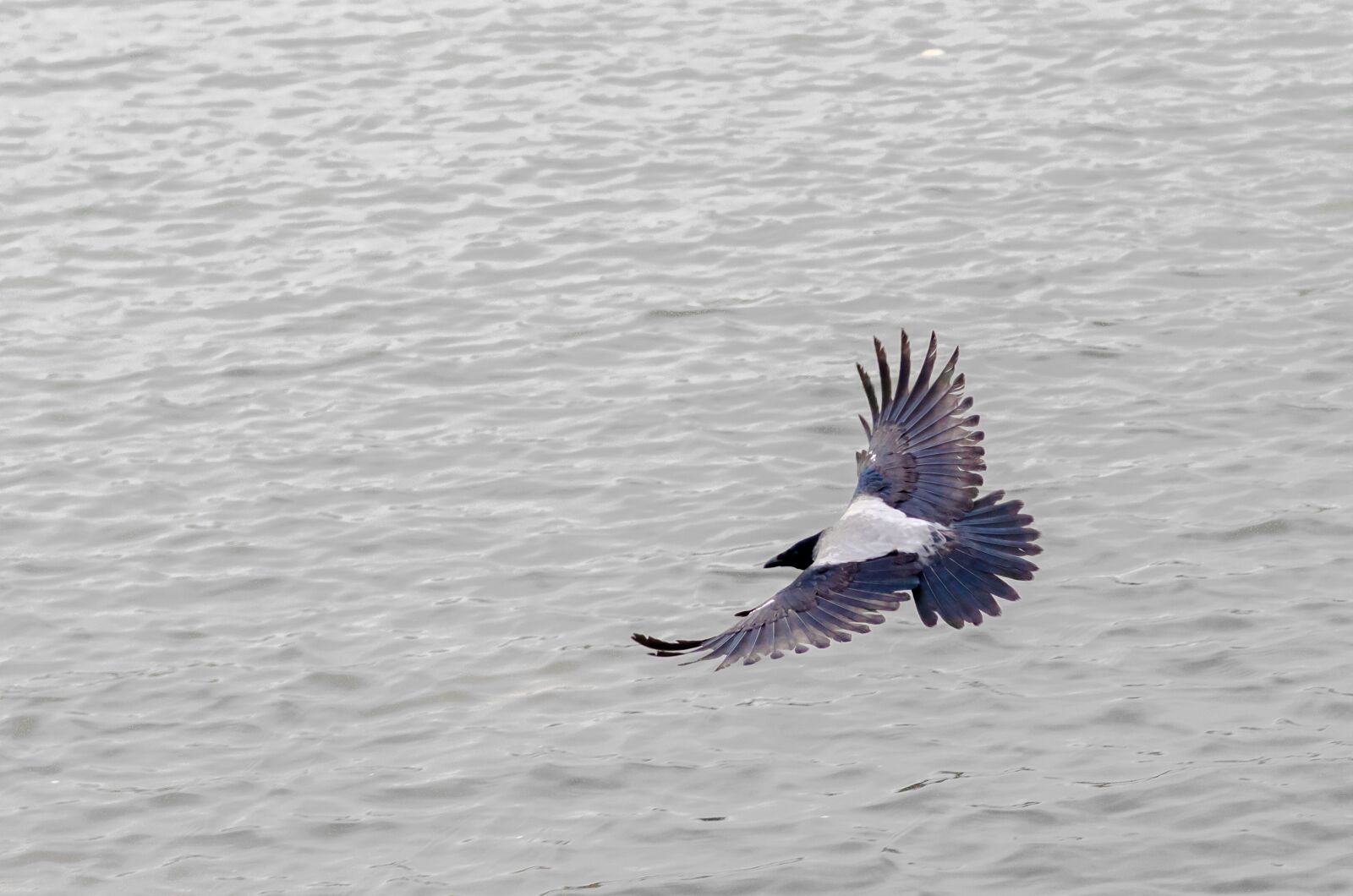 Nikon D5100 sample photo. Bird, nature, bird view photography