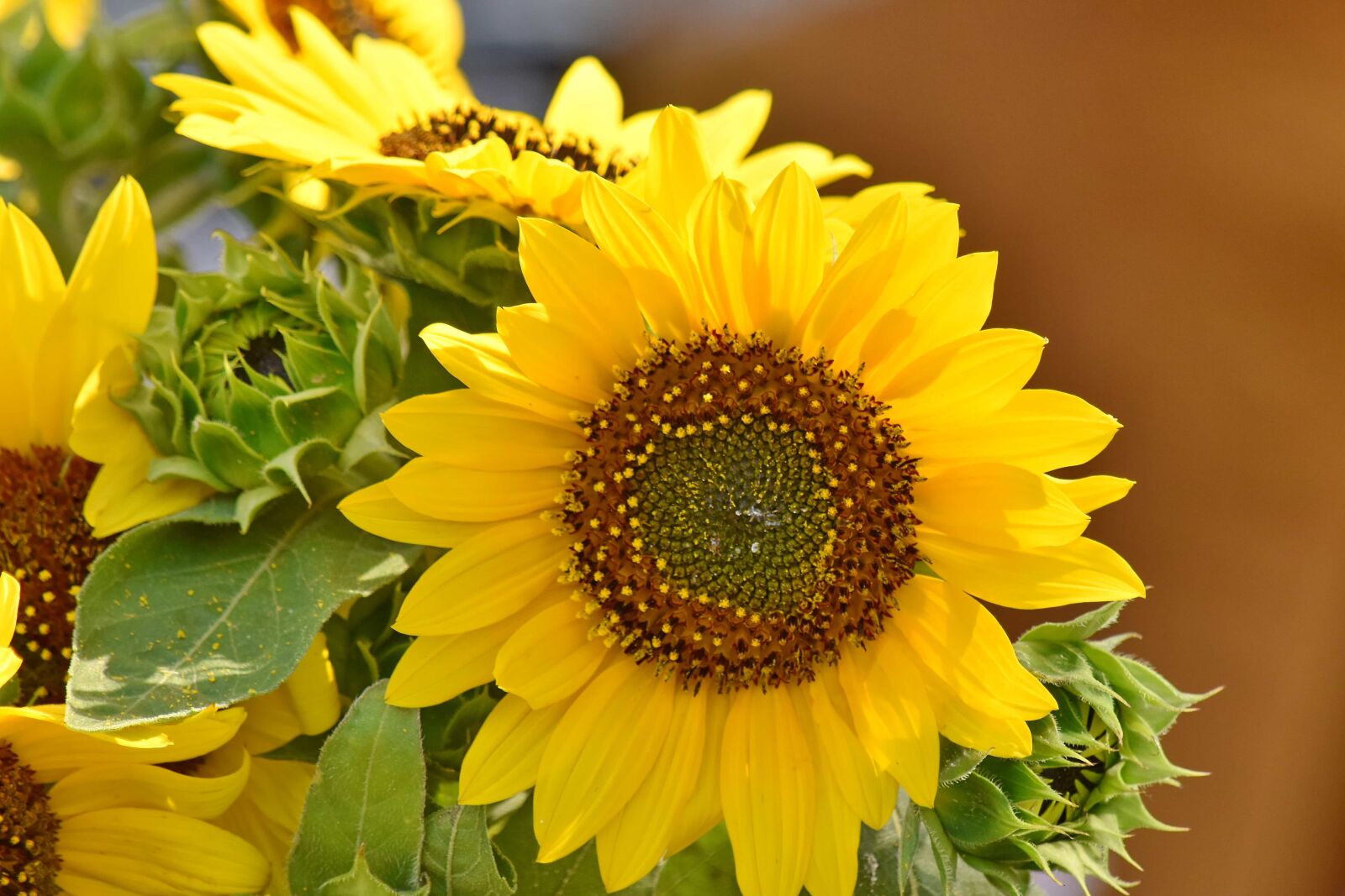 Nikon D5500 sample photo. Petal, sunflower, flower, summer photography