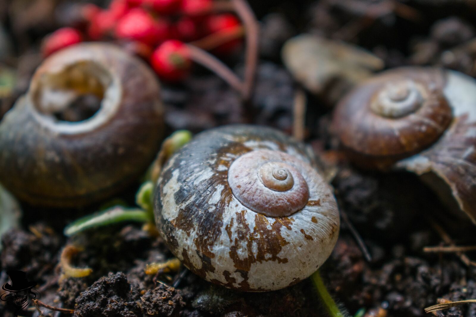 Nikon D5300 sample photo. Snails, house, flowerpot photography