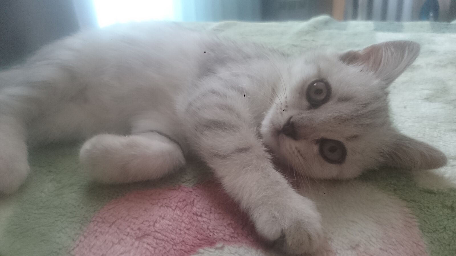 Sony Xperia Z1 sample photo. Animals, cat, pet photography