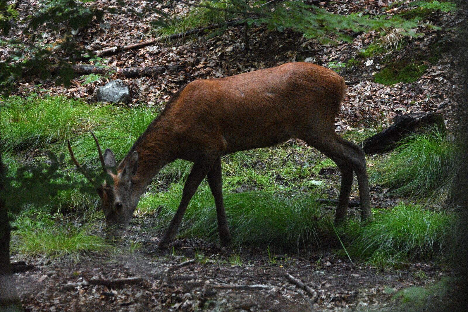Nikon D3400 sample photo. Red deer, bull, animal photography
