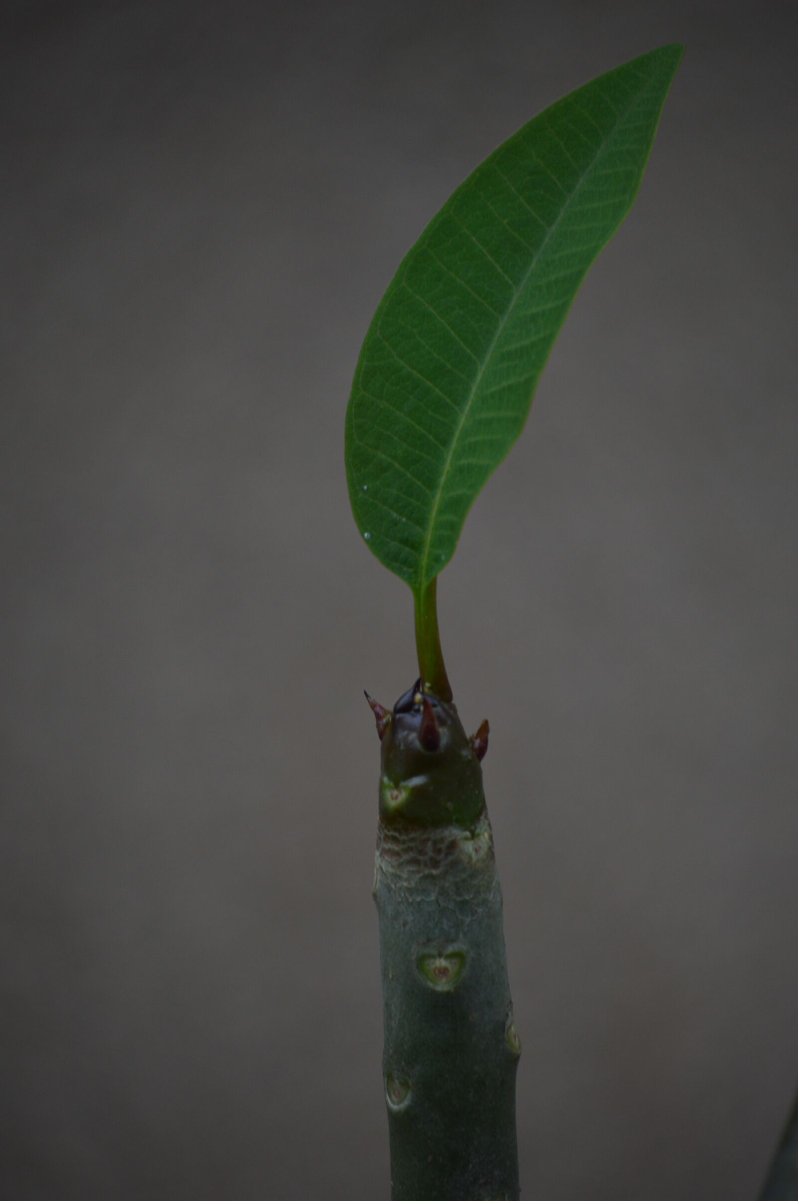Nikon D3200 sample photo. Leaf, mobile wallpaper, leaves photography