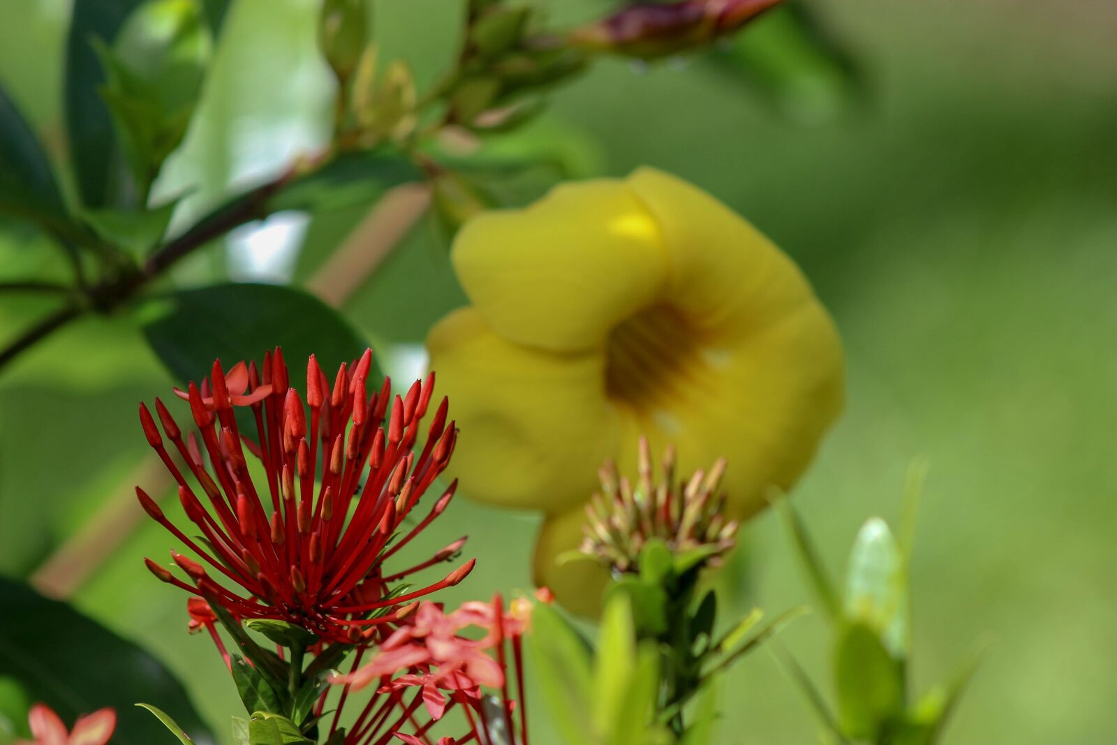 Canon EOS 600D (Rebel EOS T3i / EOS Kiss X5) sample photo. Flower, garden, nature photography
