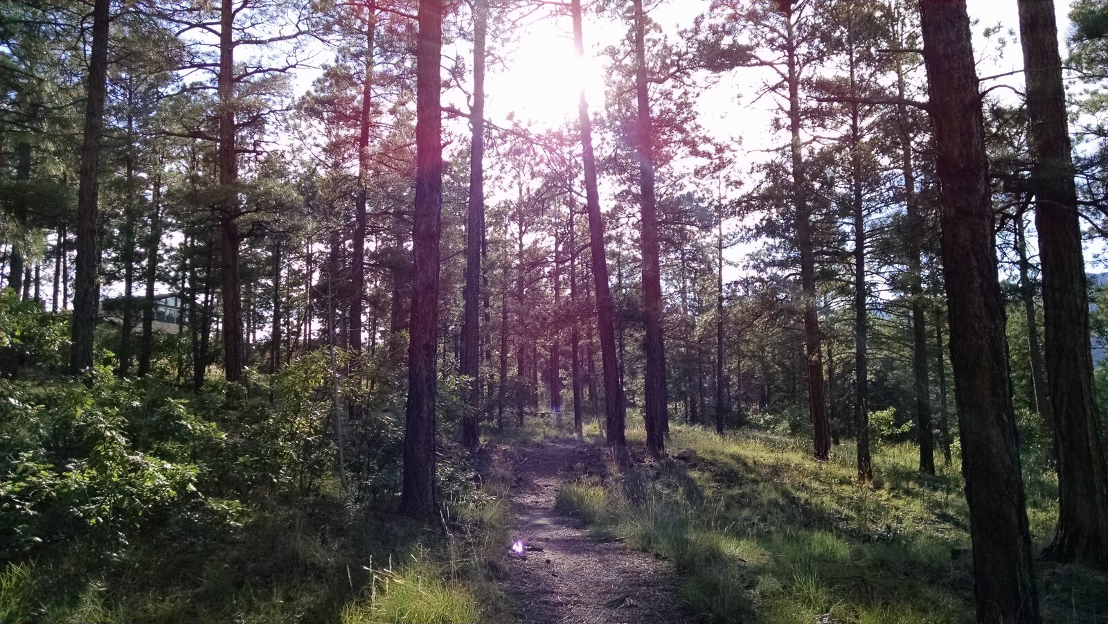 Motorola XT1080 sample photo. Brown, grass, hiking, sunlight photography