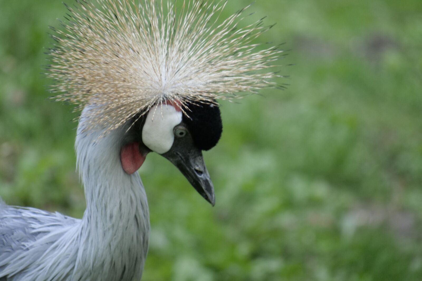 Panasonic Lumix DC-G9 sample photo. Animal world, bird, animal photography
