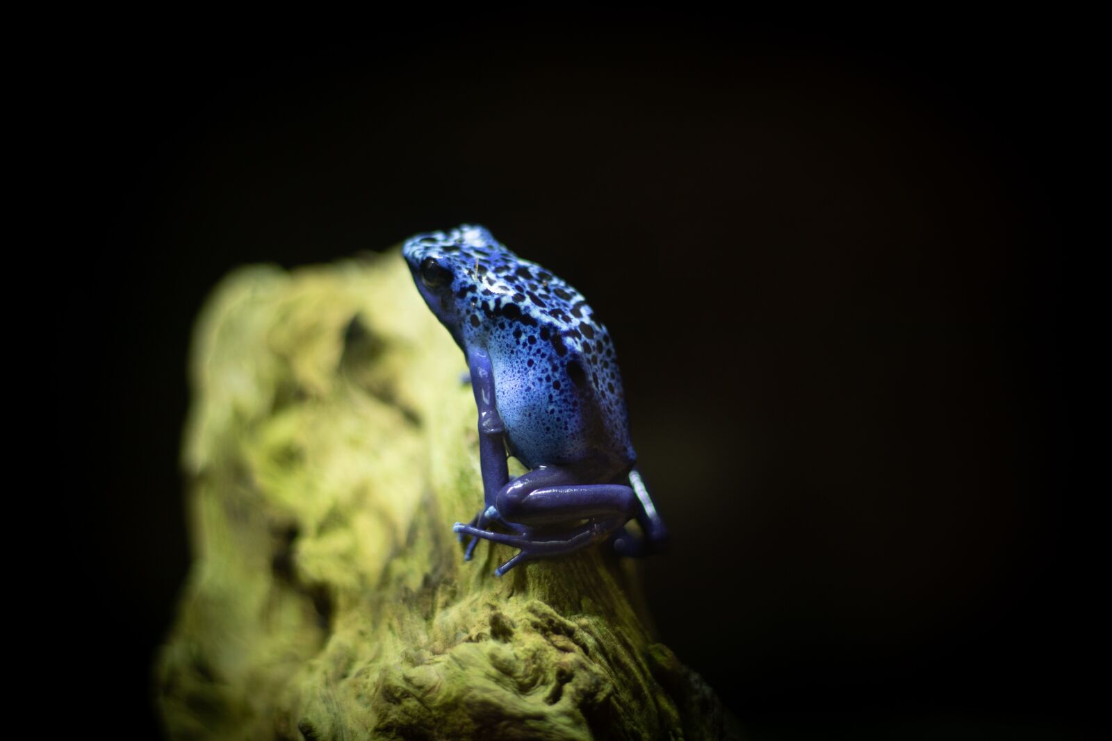Canon EOS 80D sample photo. Frog, blue, toxic photography