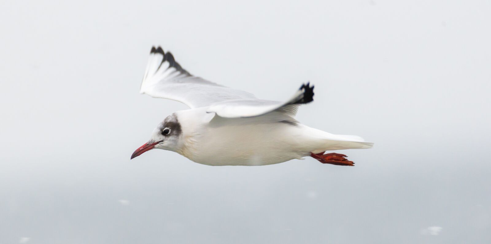 Nikon D600 sample photo. Seagull, wildlife, seabird photography