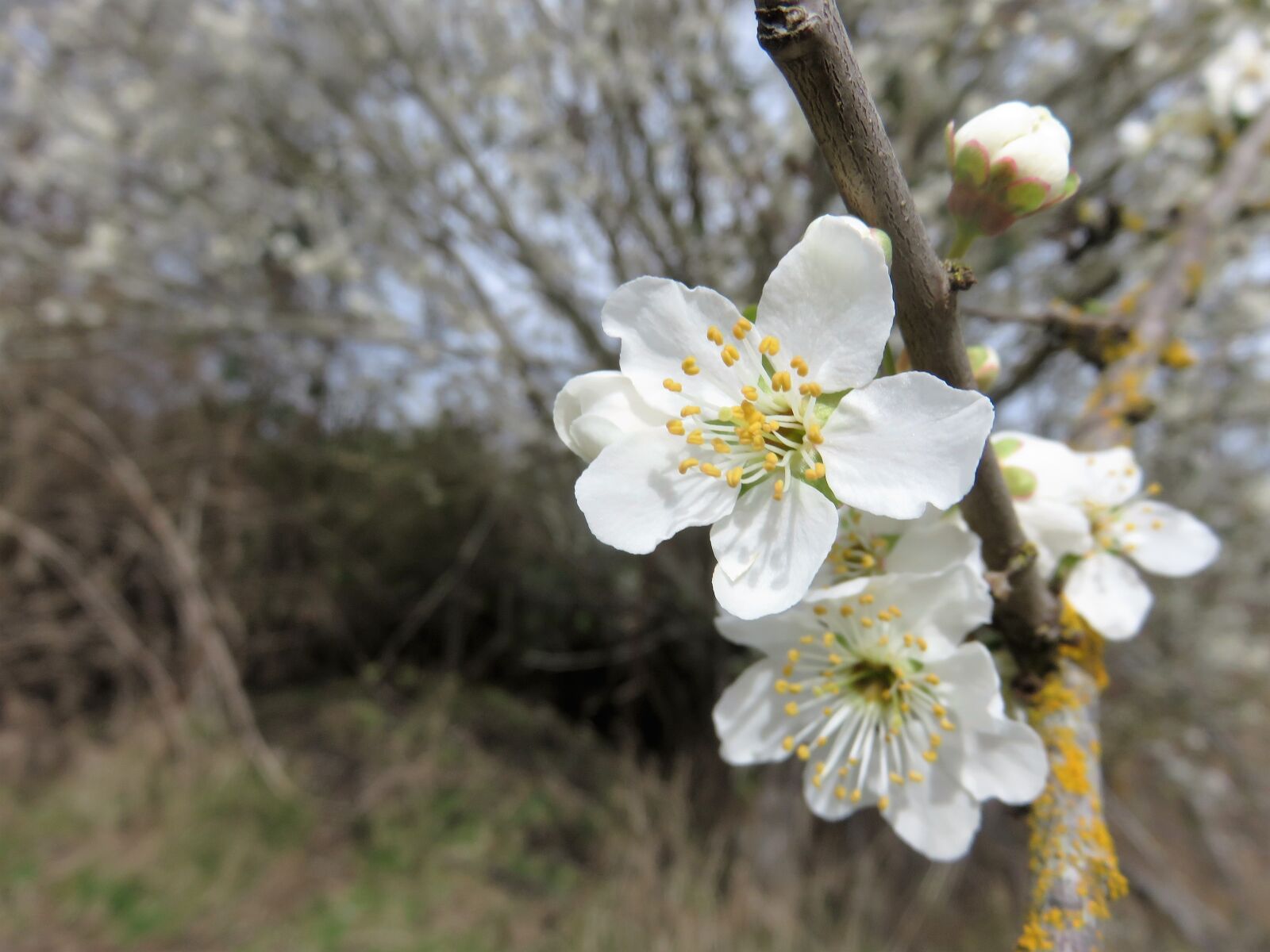 Canon PowerShot SX700 HS sample photo. Spring, blossom, bloom photography