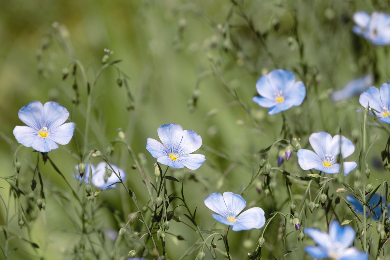 Fujifilm X-T3 sample photo. Lein, staudenlein, blue flax photography