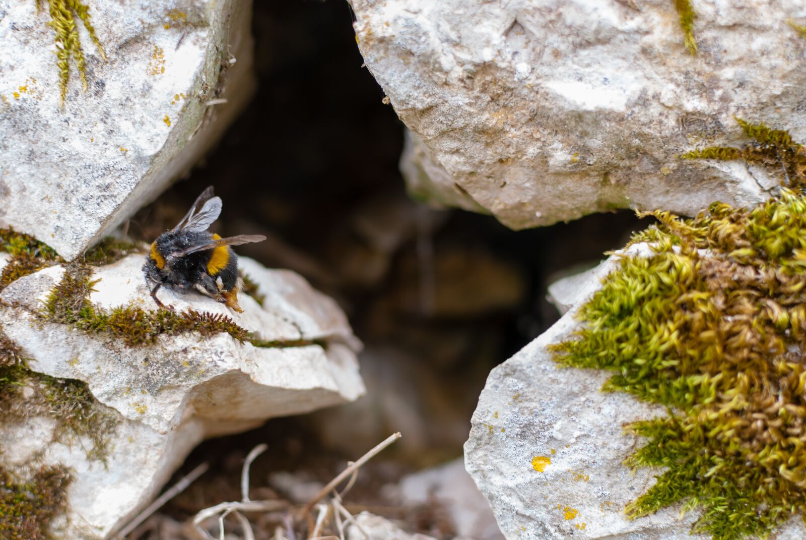 Nikon D80 sample photo. Nature, tree, insect photography