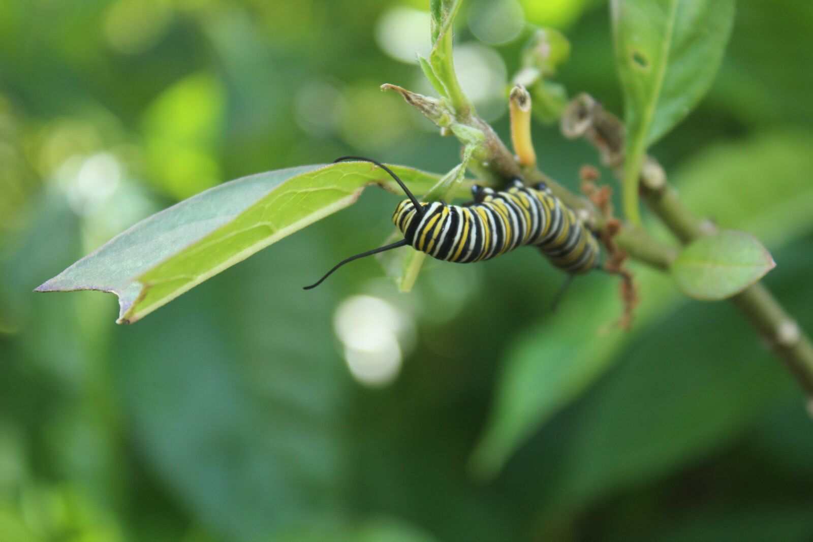 Canon EOS 1300D (EOS Rebel T6 / EOS Kiss X80) sample photo. Caterpillar, monarch, milkweed photography