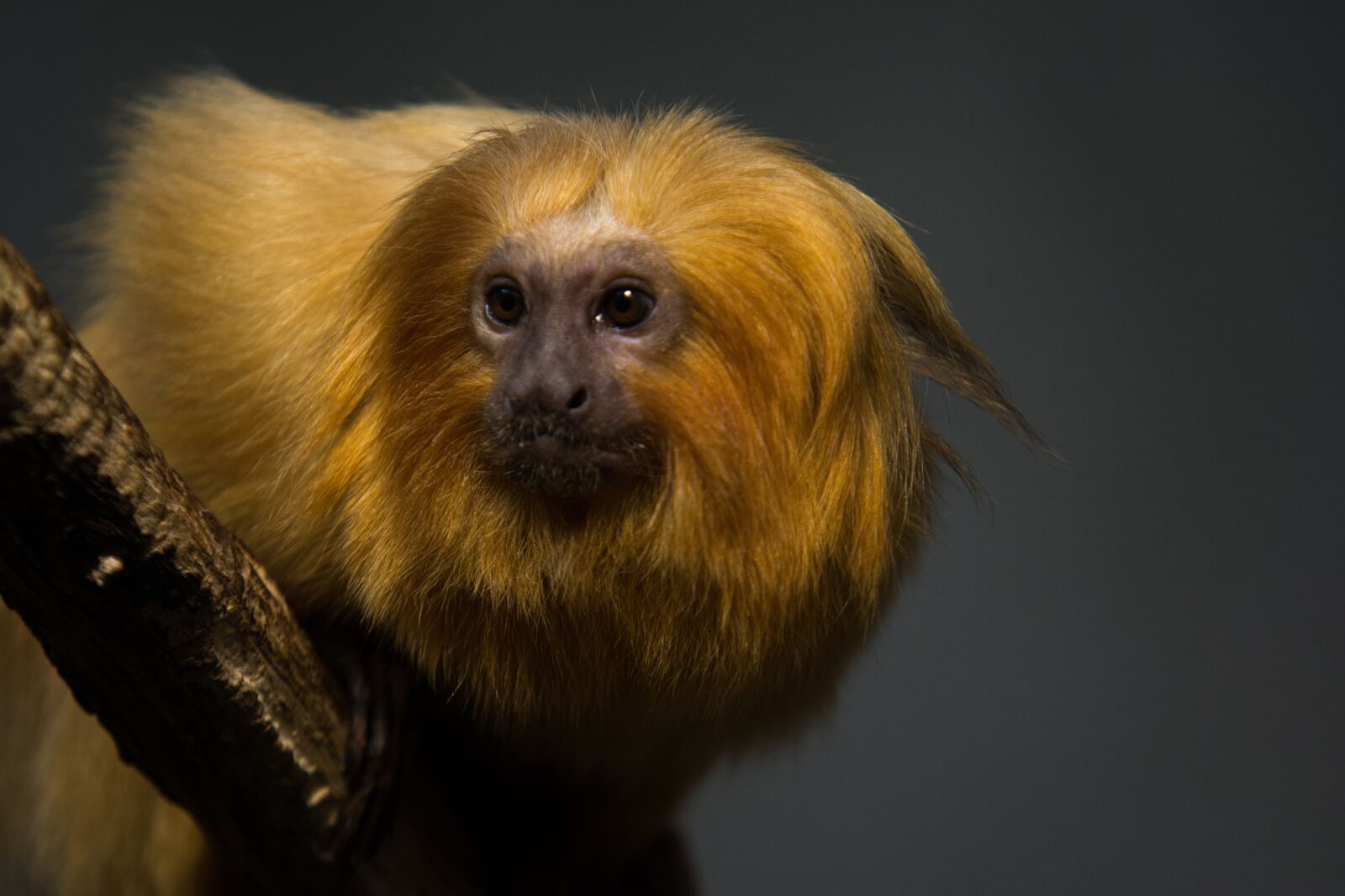 Nikon D7100 sample photo. Animal, zoo, wild animal photography
