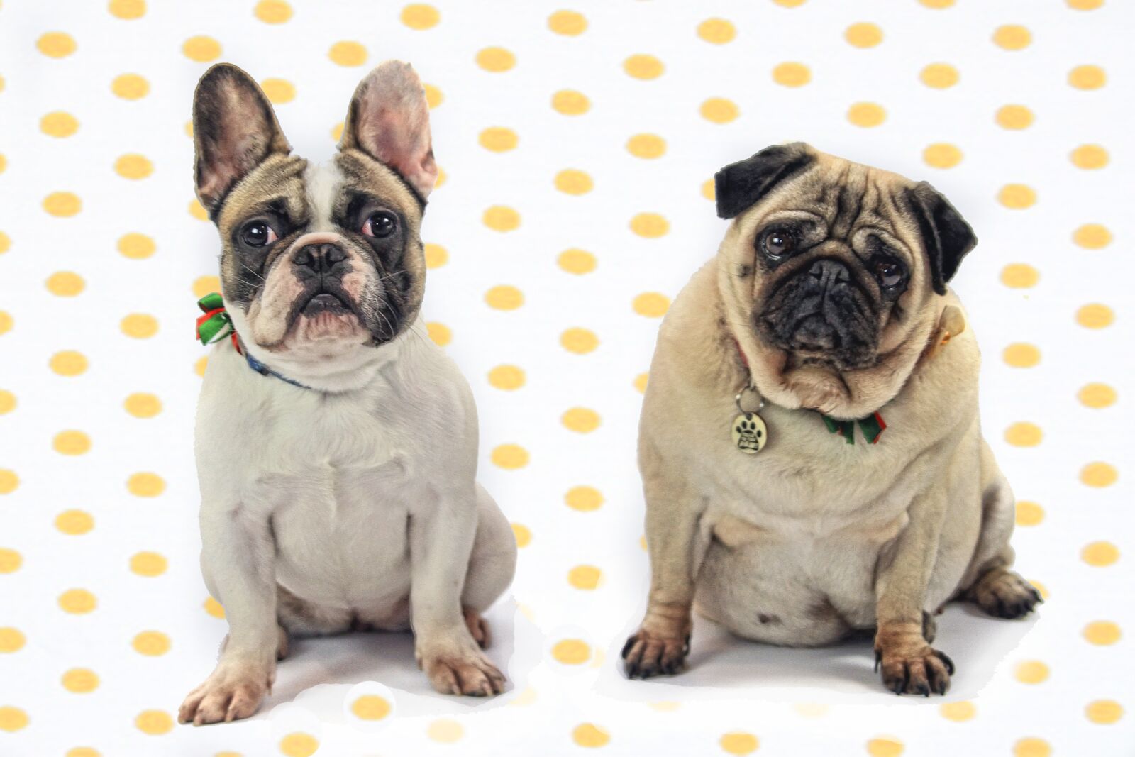 Canon EOS 7D sample photo. Dog, bulldog, french bulldog photography