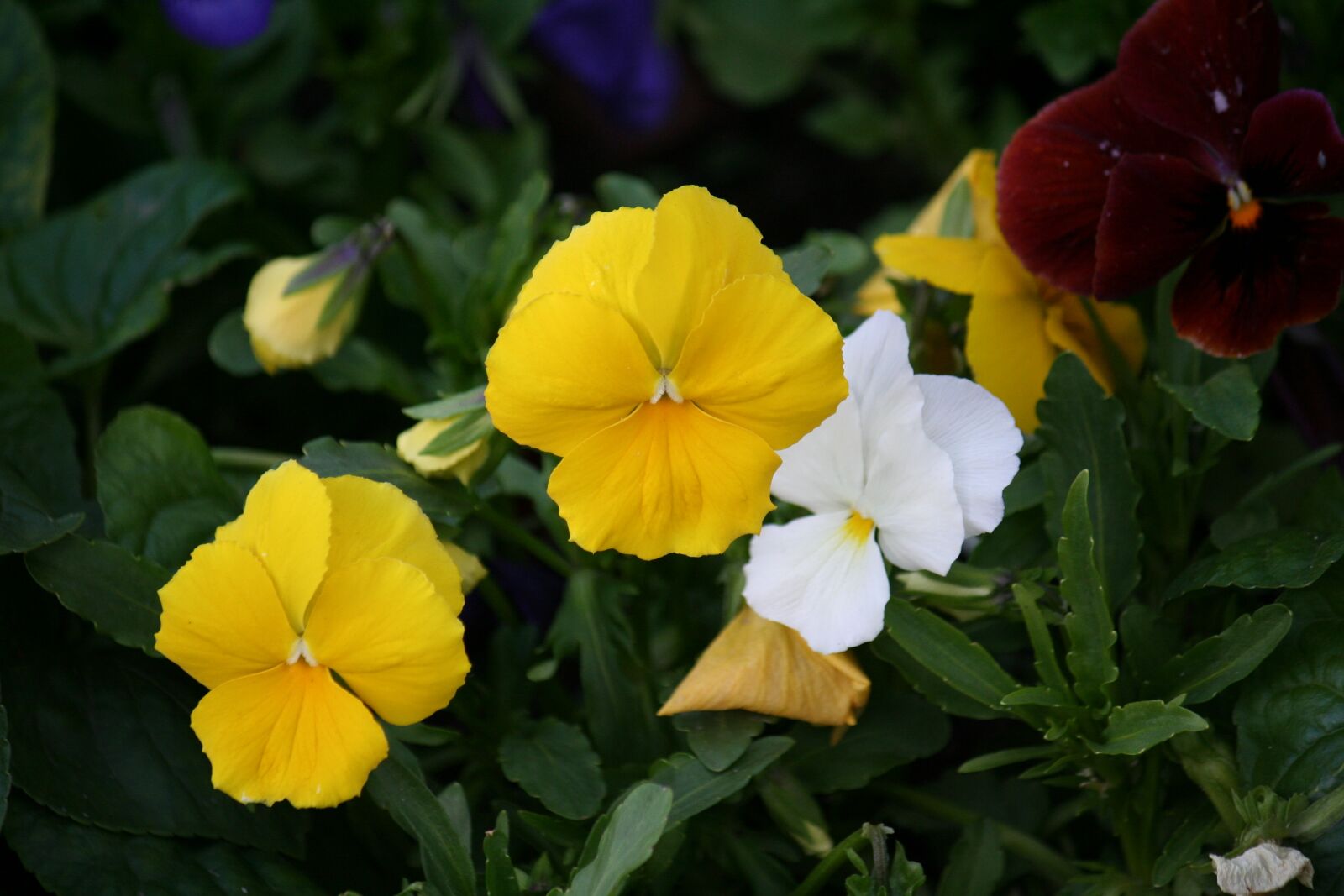 Canon EOS 350D (EOS Digital Rebel XT / EOS Kiss Digital N) sample photo. Flower bed, dacha, raznotsvet photography