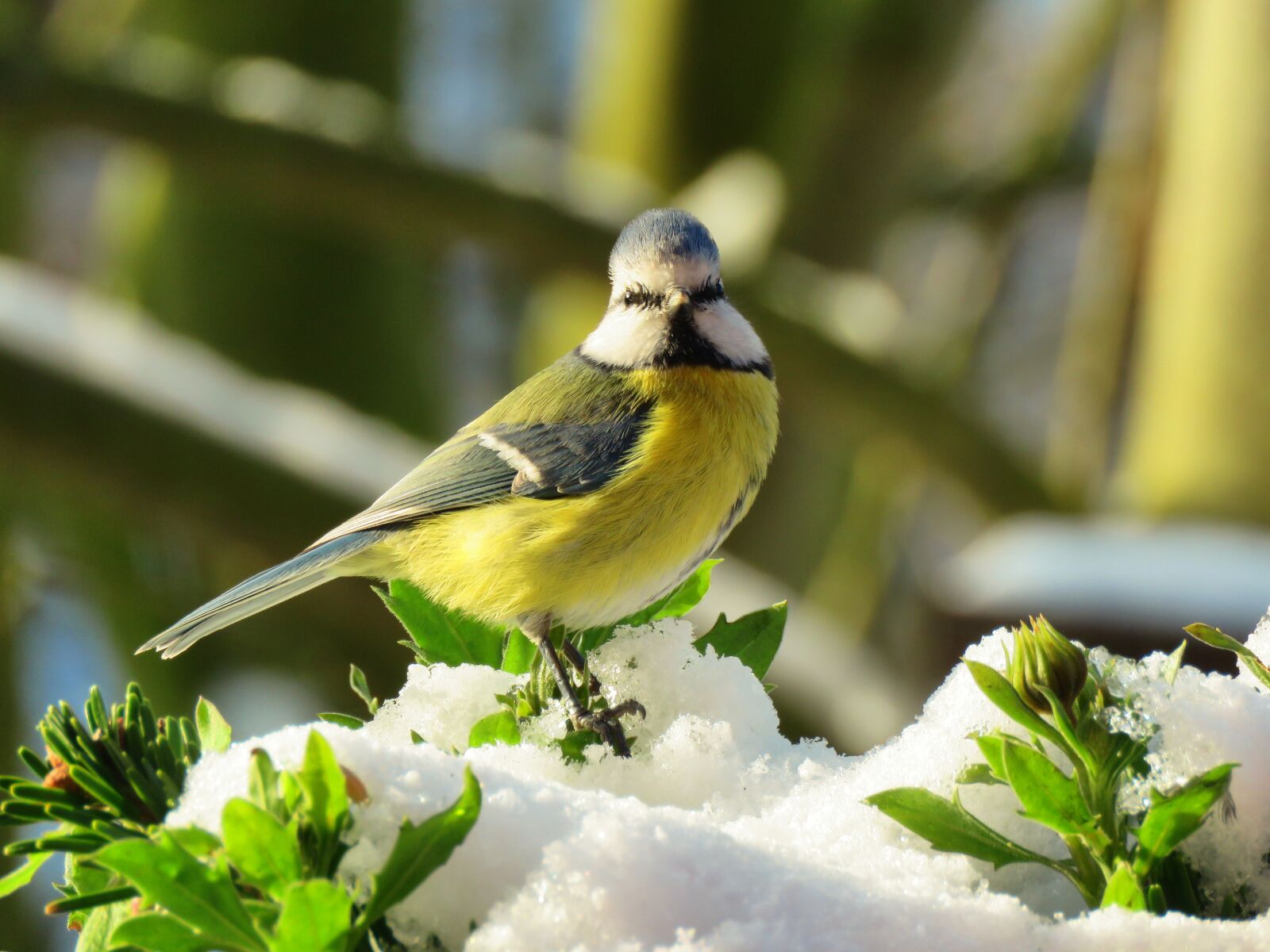 Canon PowerShot SX60 HS sample photo. Blue tit, bird, tit photography